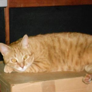 Meet your Posher, Barry